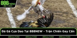 Đá Gà Cựa Dao Tại 888NEW - Trận Chiến Trở Nên Gay Cấn Hơn