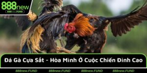 Đá Gà Cựa Sắt Tại 888NEW - Hòa Mình Vào Cuộc Chiến Đỉnh Cao