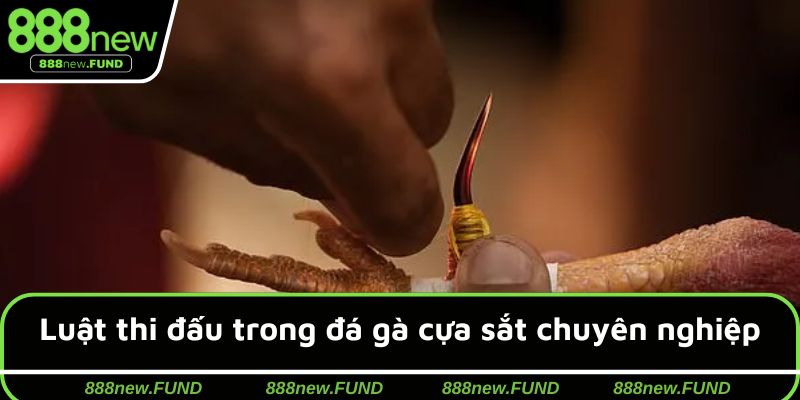 Quy định nghiêm ngặt trong đấu chiến kê cựa dao