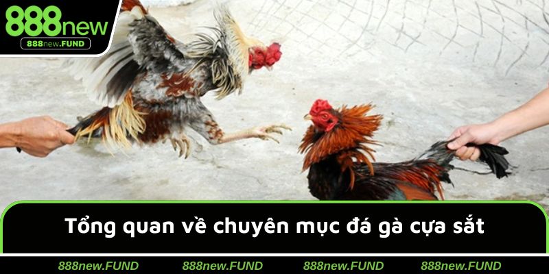 Khái quát về đấu chiến kê cựa dao kịch tính